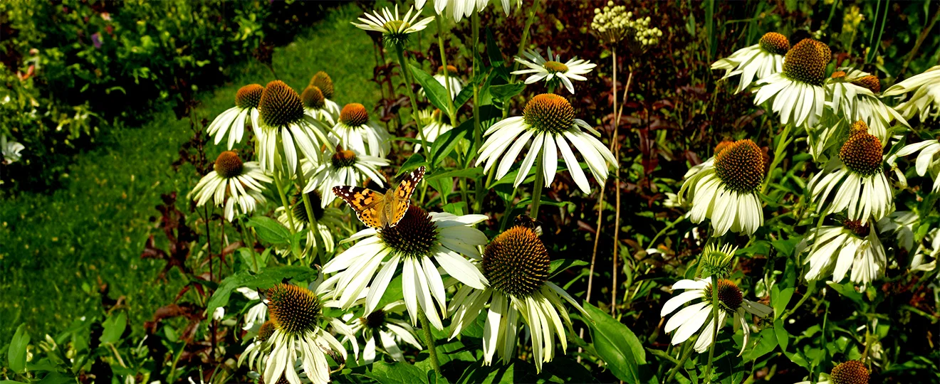 Heilmagnetismus-Bild 2