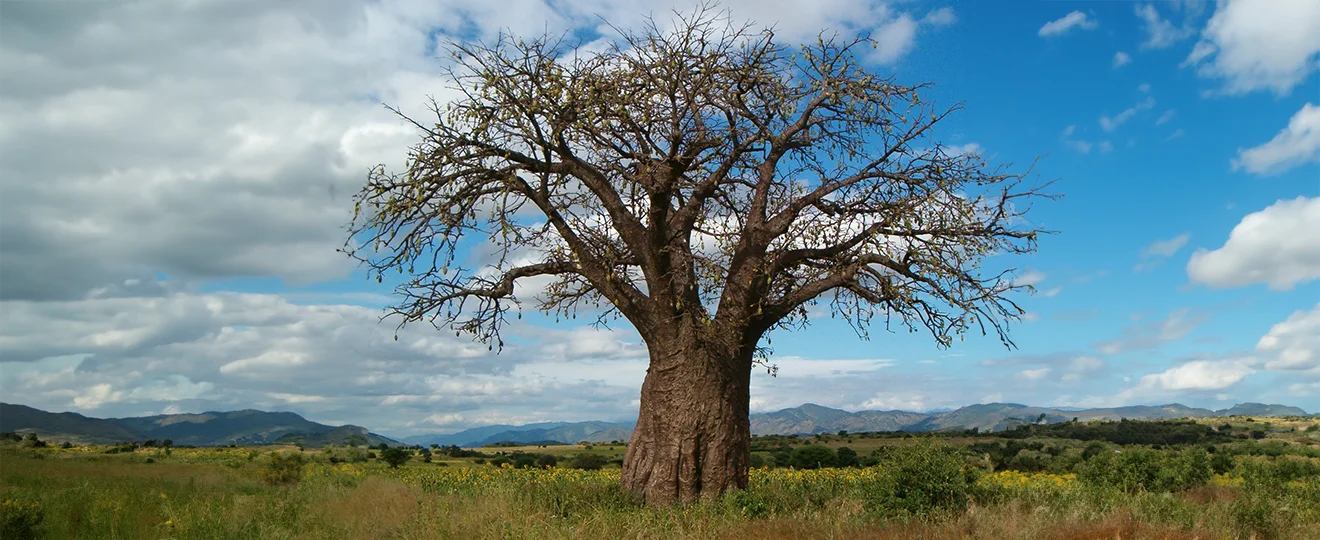 Afrikanische-Baobab-Massage-Bild 1