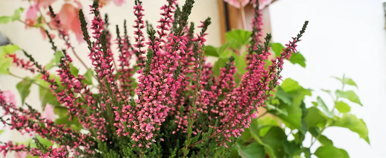 Himalaya-Salz-Öl-Massage-Bild 3