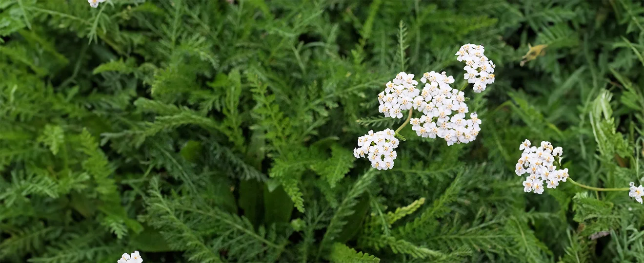 Hormon-Ausgleichs-Massage-Bild 4