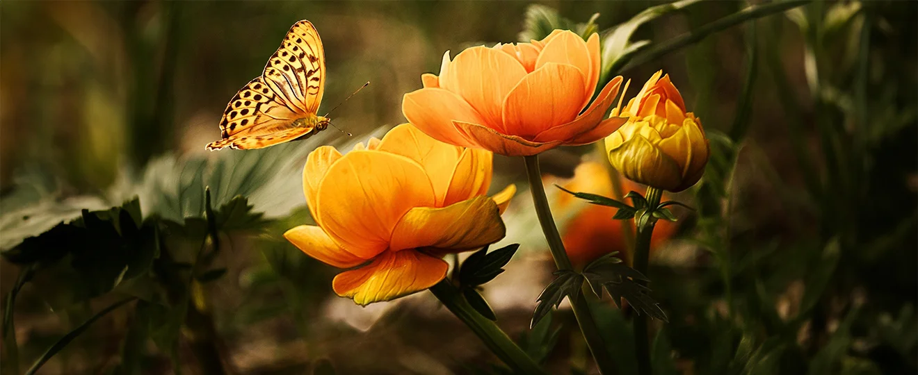 Sabaaydi® Silk Secret - Massage-Bild 4