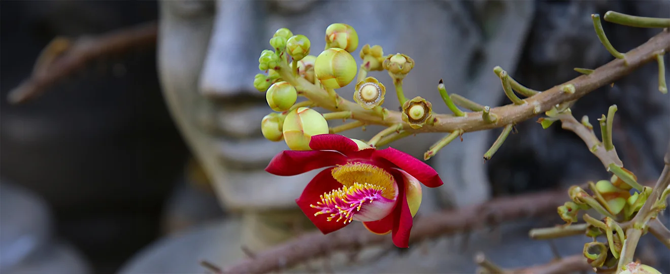 Sabaaydi® Silk Secret - Massage-Bild 6